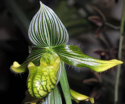 Paphiopedilum venustum alba