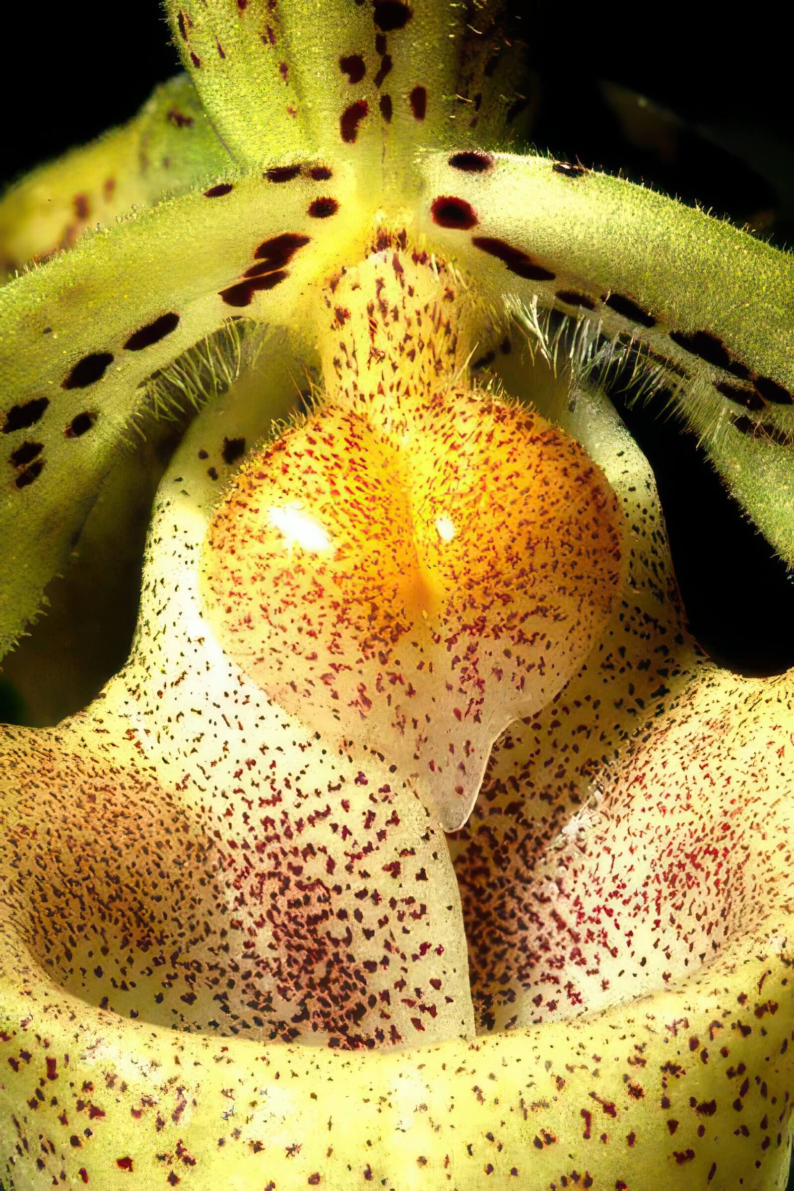 Paphiopedilum josianae (concolor var. longipetalum)