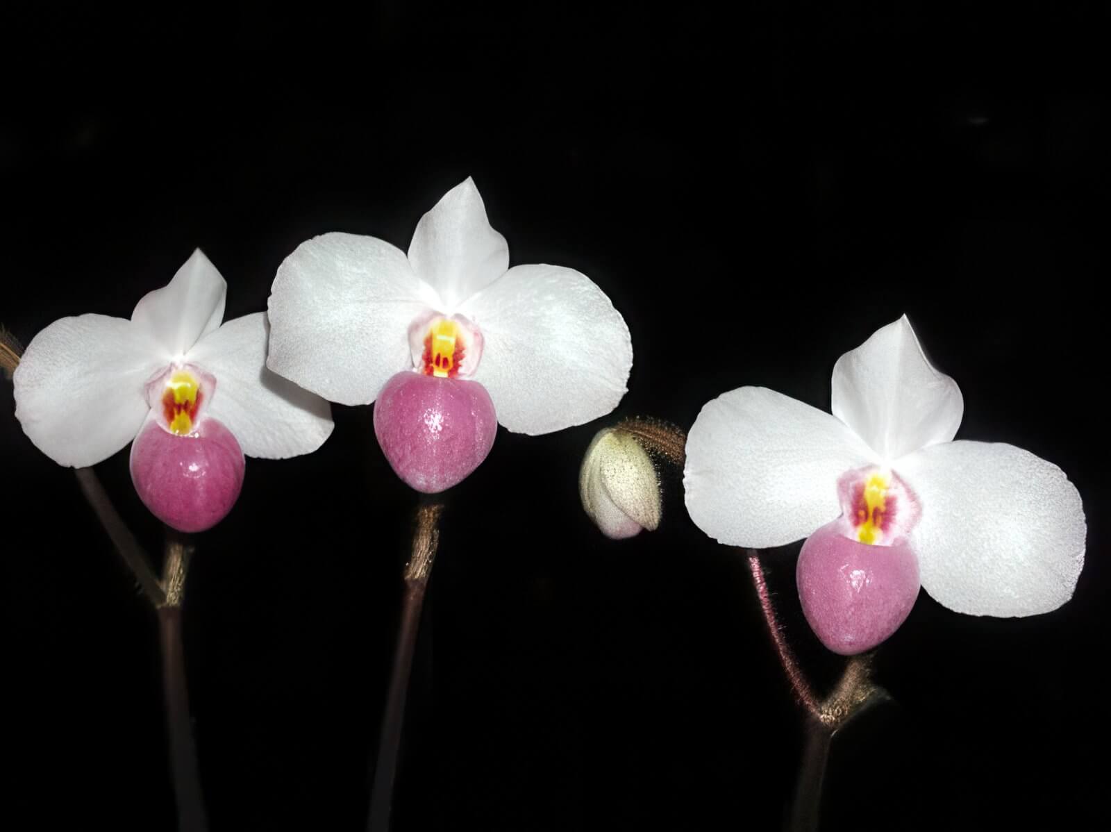 Paphiopedilum delenatii