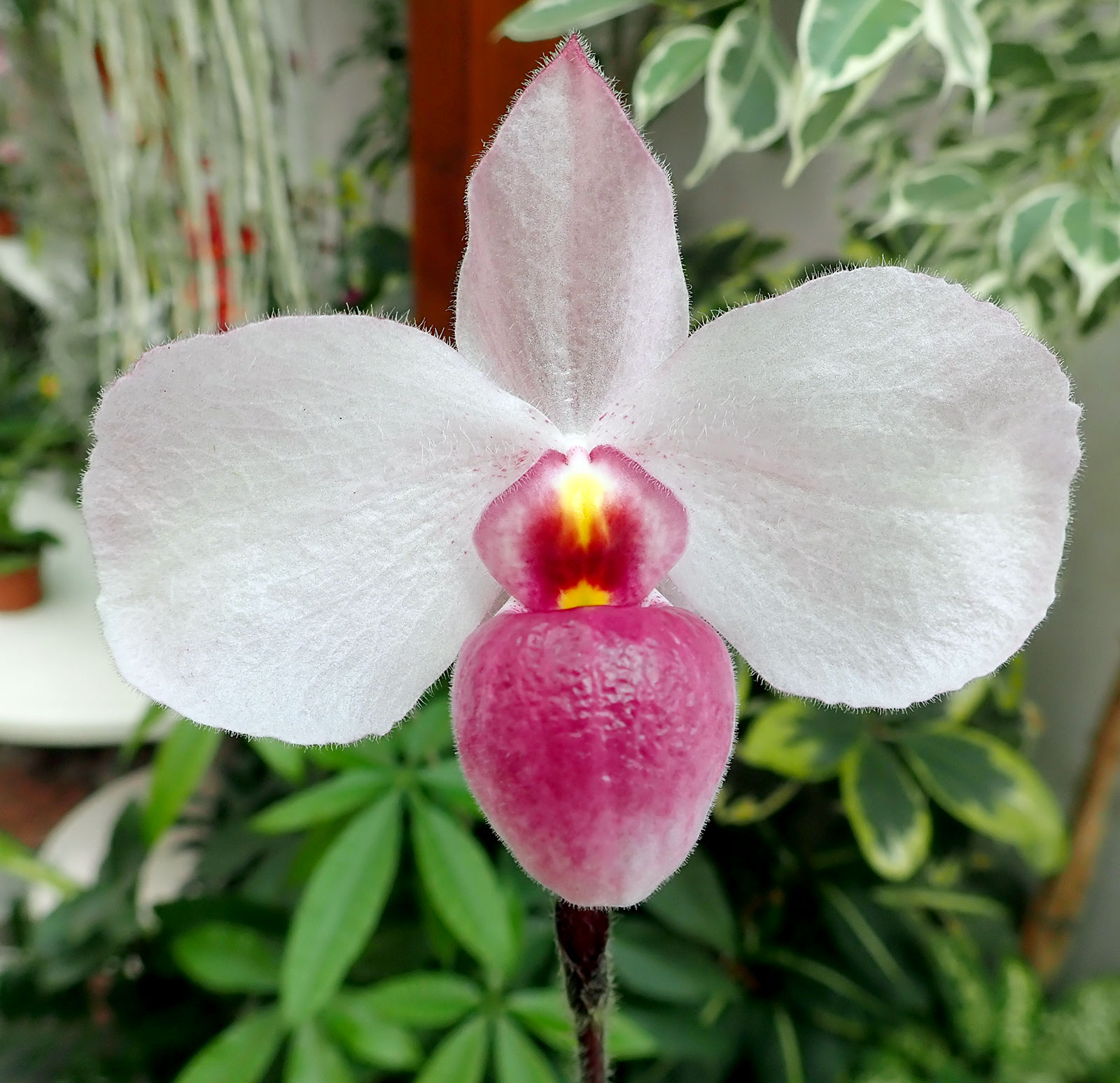 Paphiopedilum delenatii fma. vinicolor