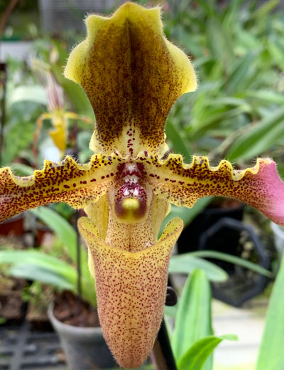 Paphiopedilum esquirolei