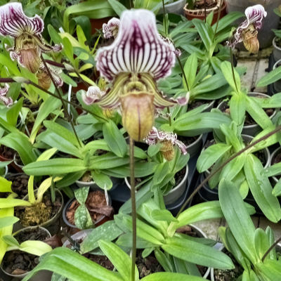 Paphiopedilum fairrieanum