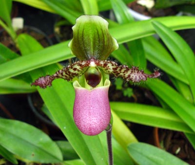 Paphiopedilum glaucophyllum