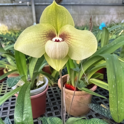 Paphiopedilum hangianum x malipoense