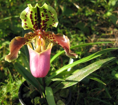 Paphiopedilum henryanum