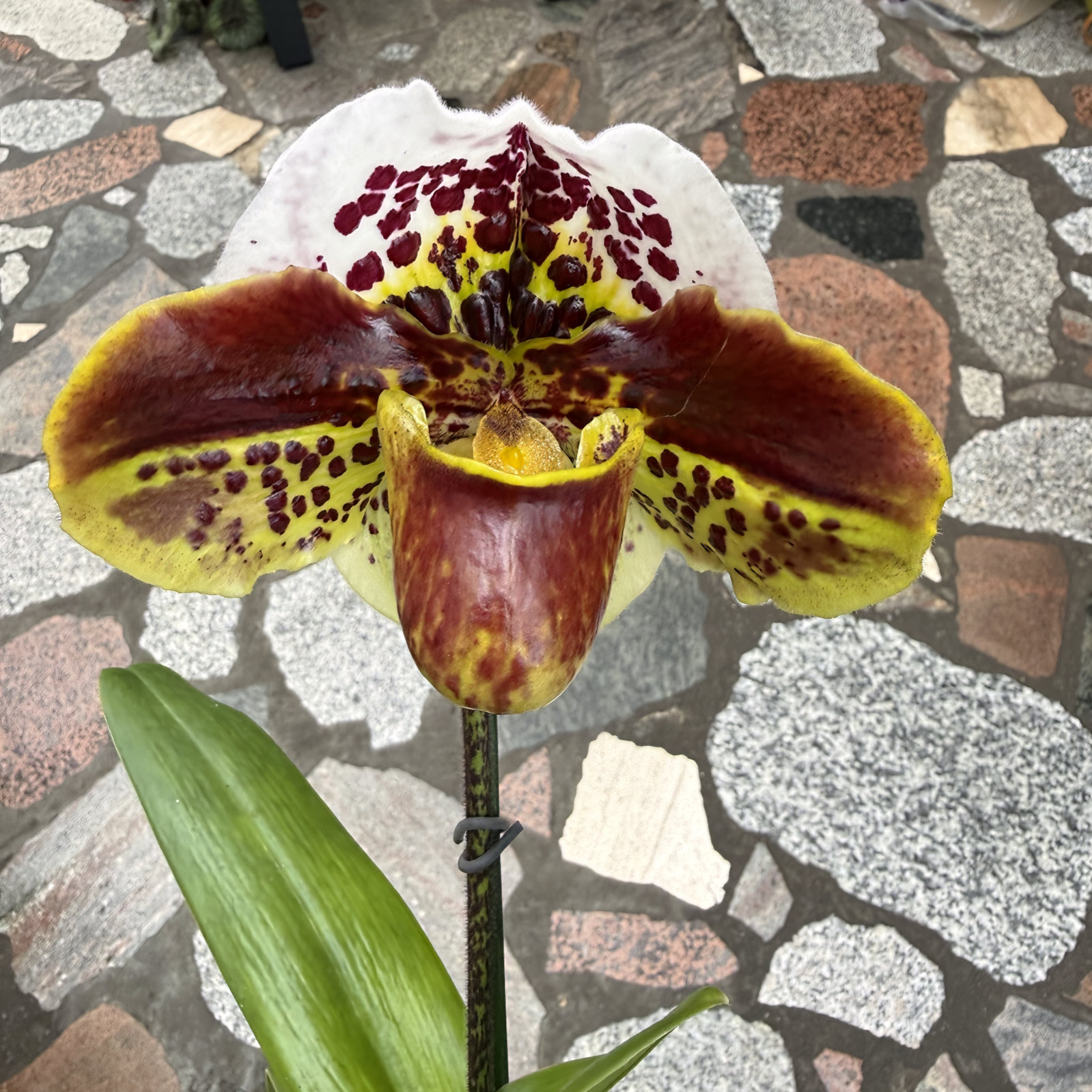 Paphiopedilum Hybriden