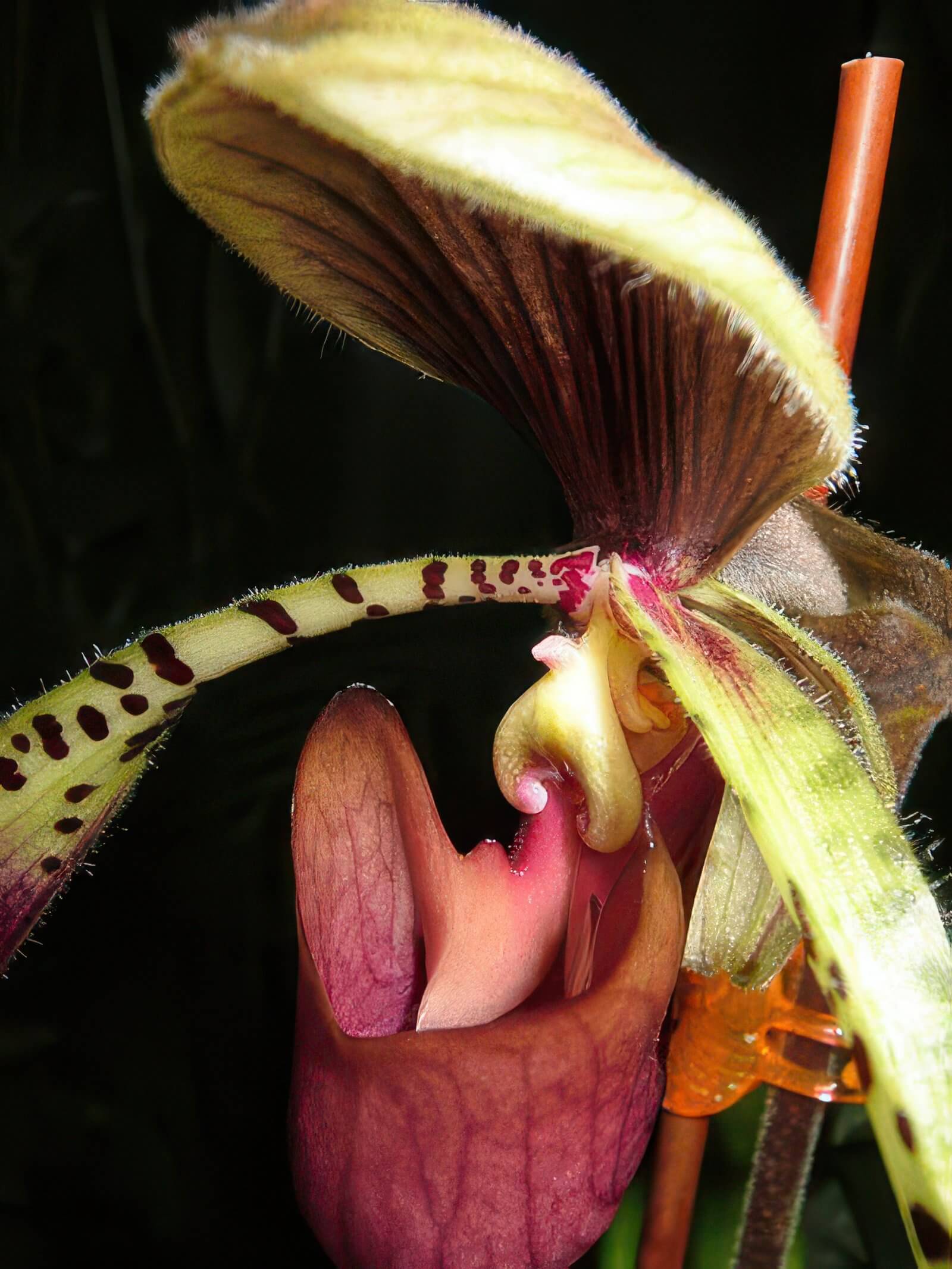 Paphiopedilum lowii