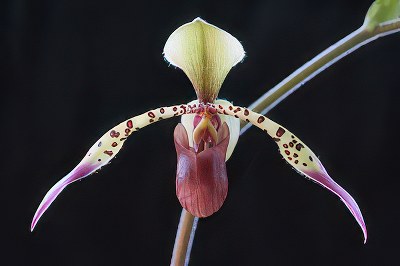 Paphiopedilum lowii