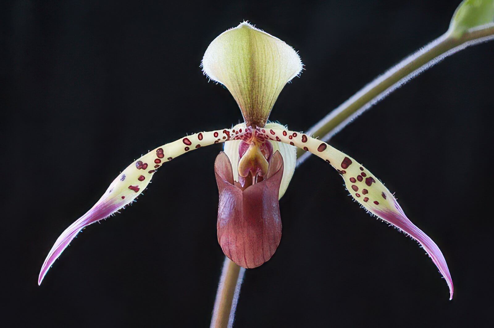 Paphiopedilum lowii