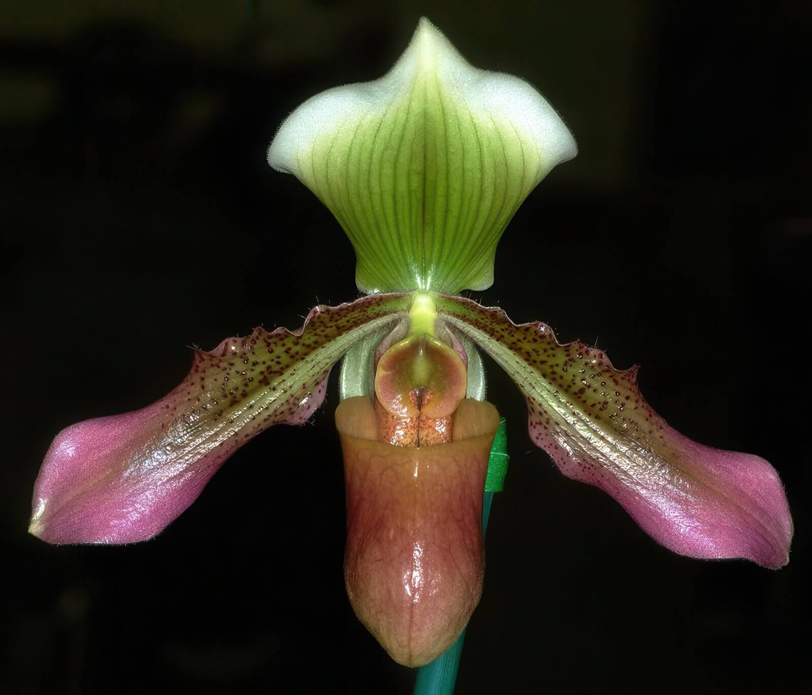 Paphiopedilum mastersianum