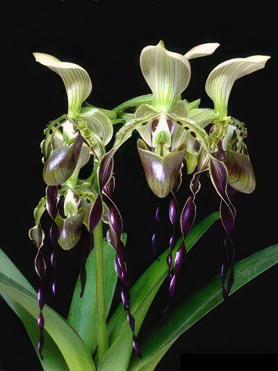 Paphiopedilum parishii