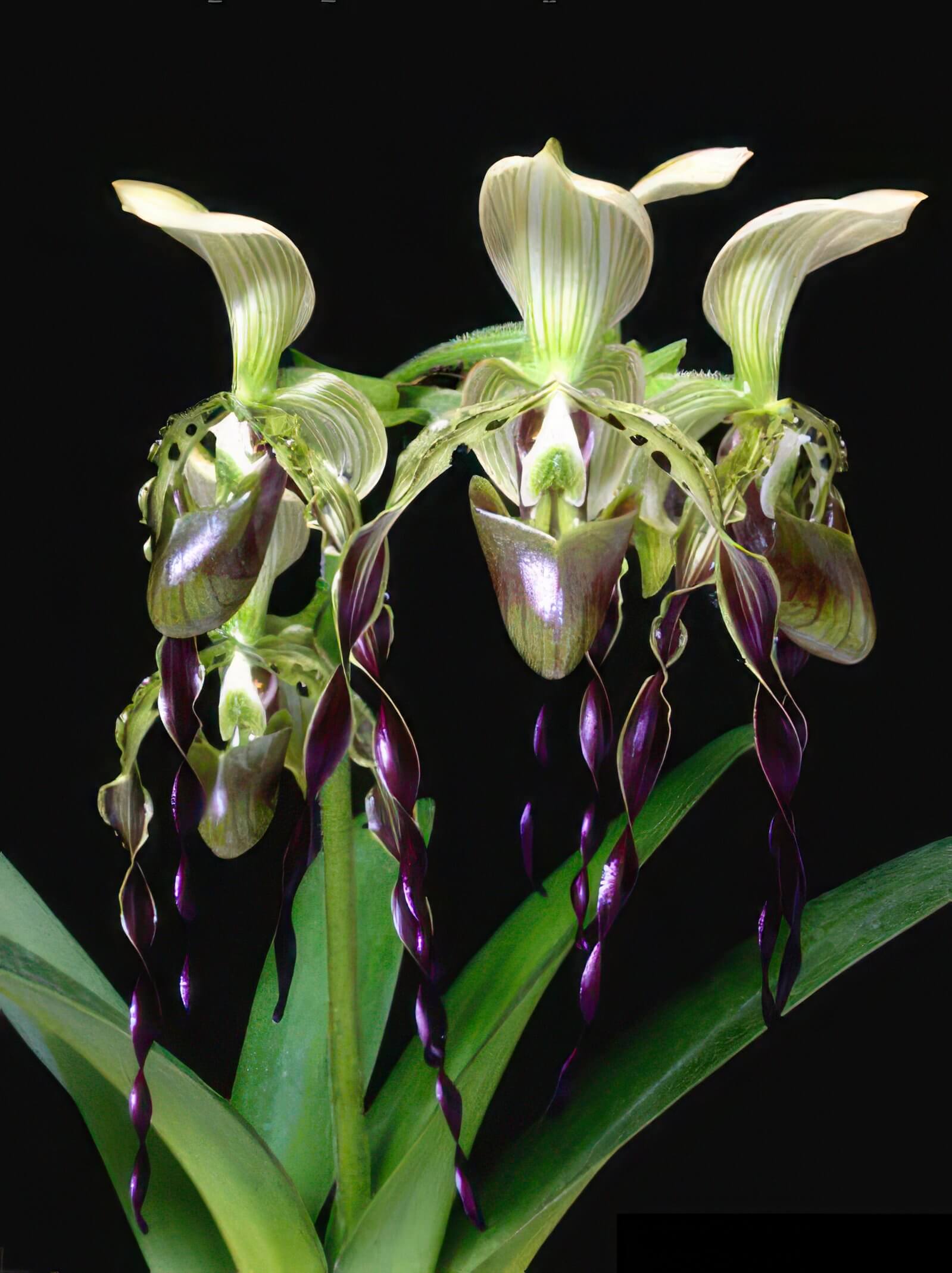Paphiopedilum parishii