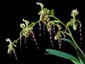 Paphiopedilum parishii