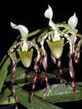 Paphiopedilum parishii