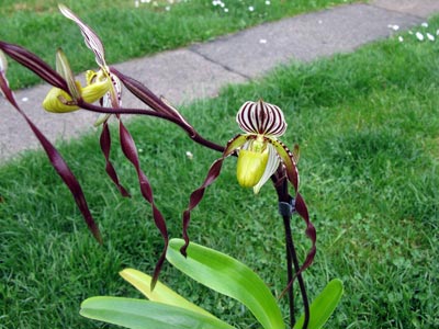Paphiopedilum philippinense