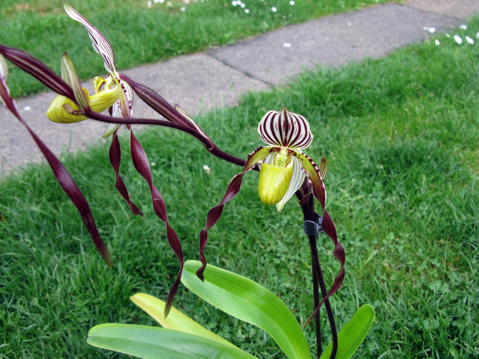 Paphiopedilum philippinense