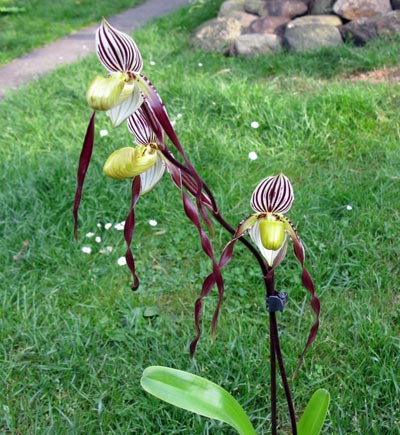Paphiopedilum philippinense