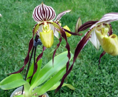 Paphiopedilum philippinense