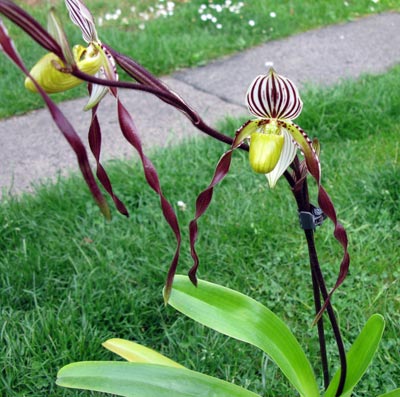 Paphiopedilum philippinense