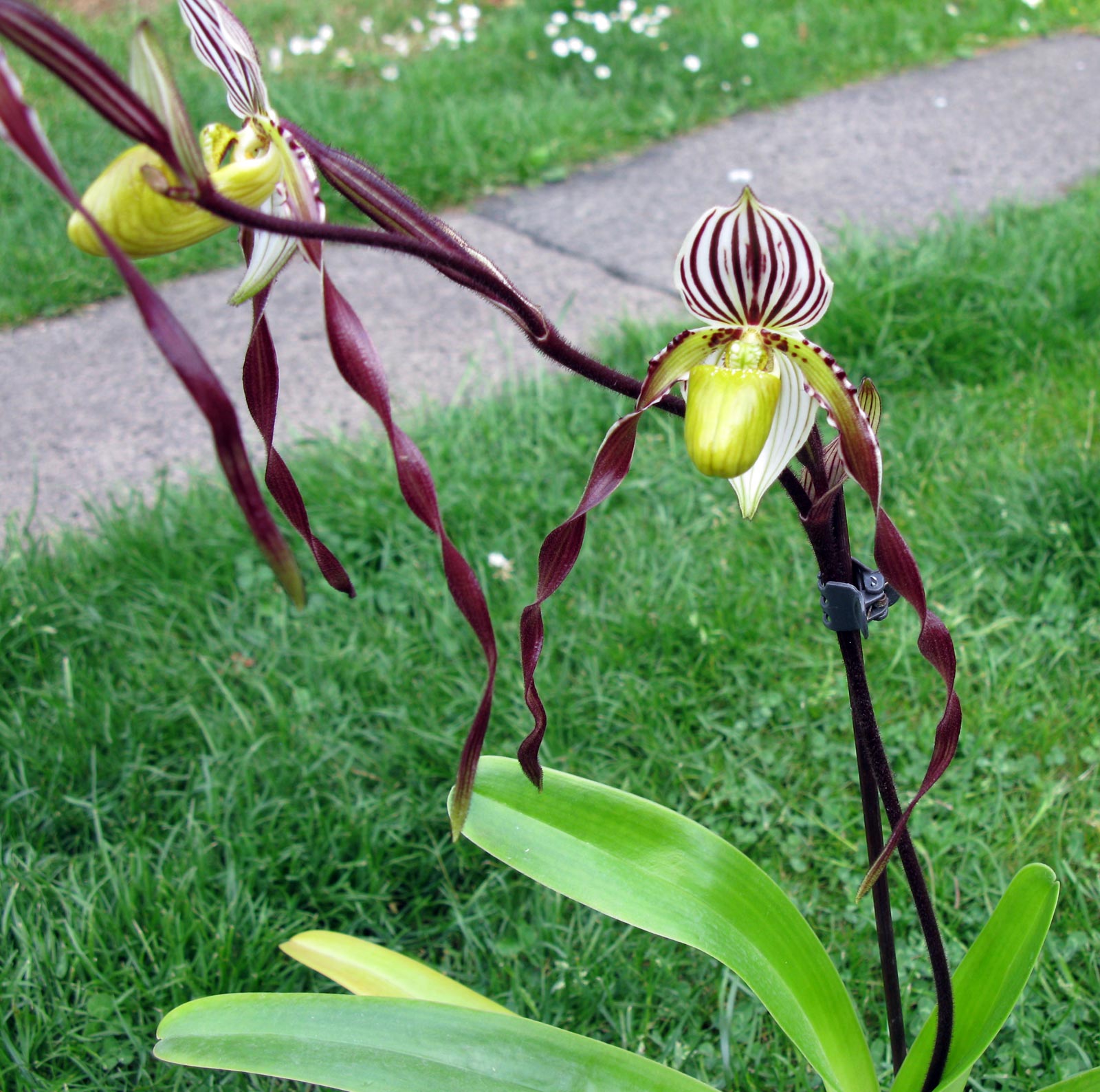 Paphiopedilum philippinense