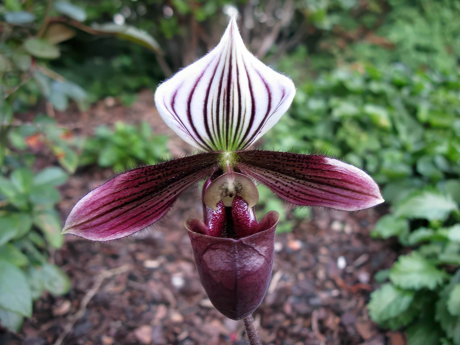 Paphiopedilum purpuratum