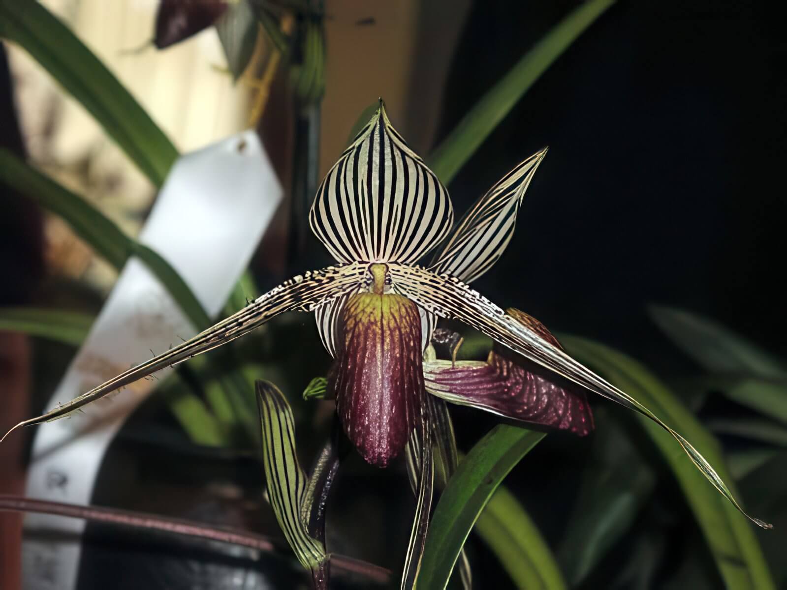 Paphiopedilum rothschildianum