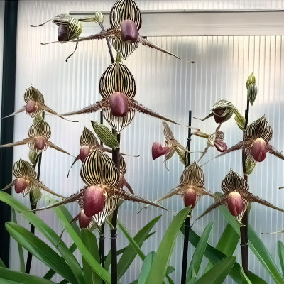 Paphiopedilum rothschildianum (Nachzucht vom Champion)