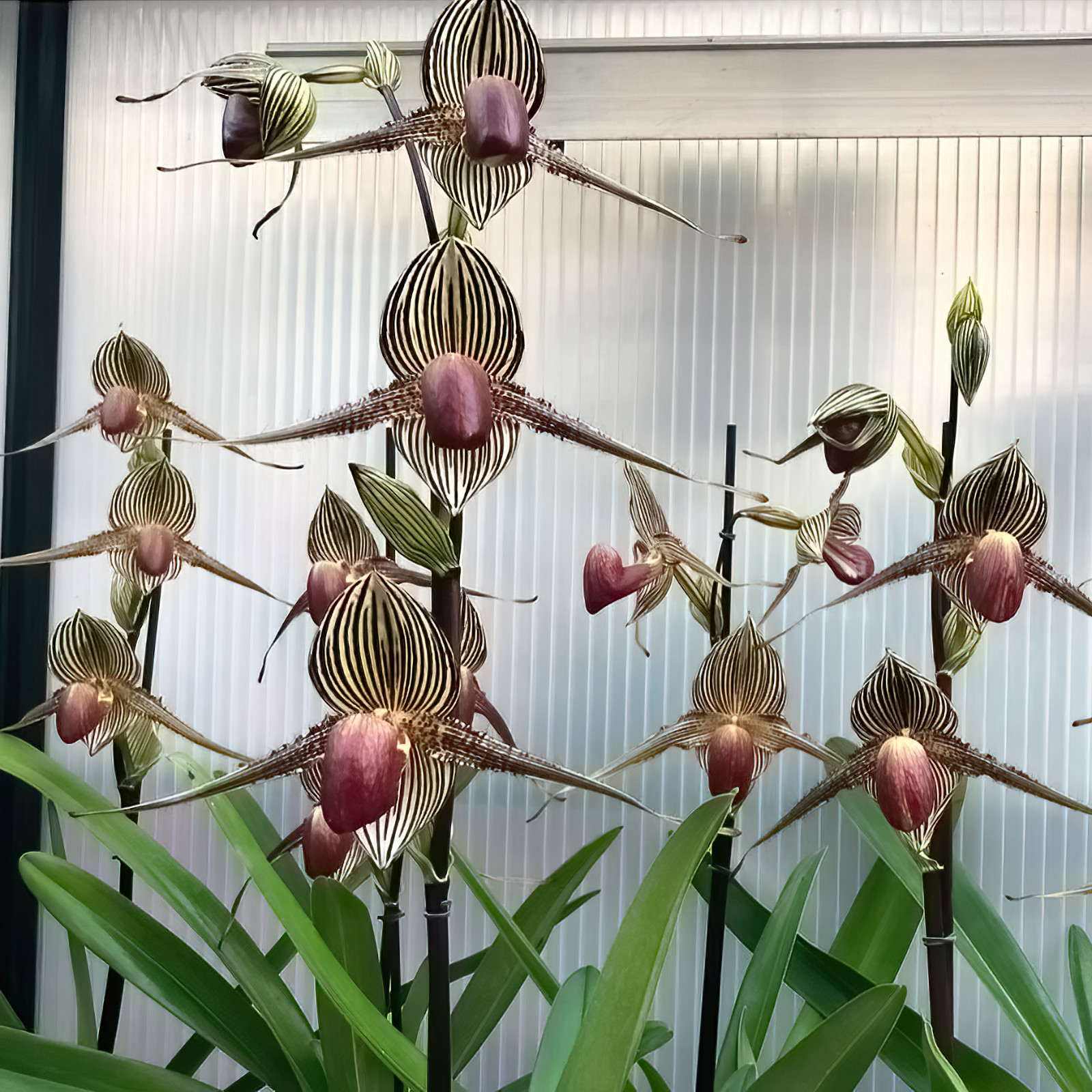 Paphiopedilum rothschildianum (offspring from the champion)