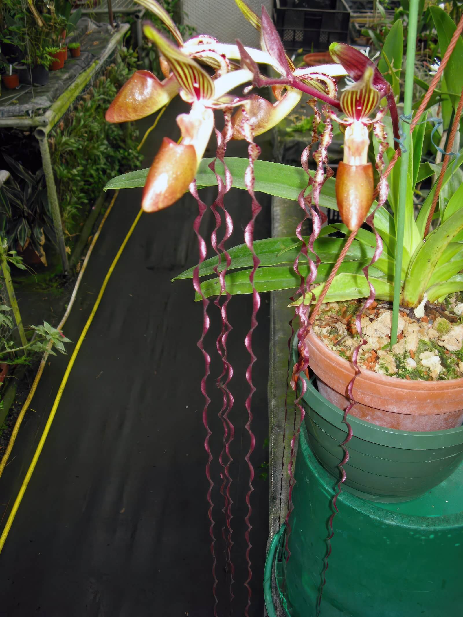 Paphiopedilum sanderianum