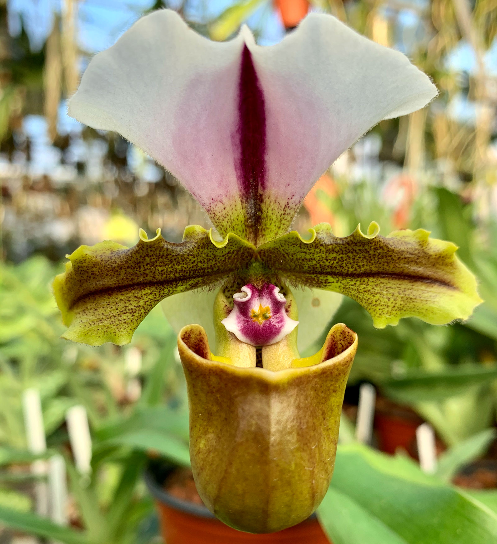 Paphiopedilum spicerianum