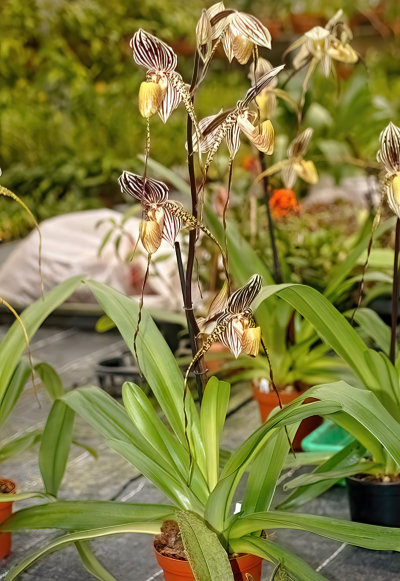 Paphiopedilum St. Swithin