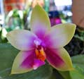 Phalaenopsis bellina