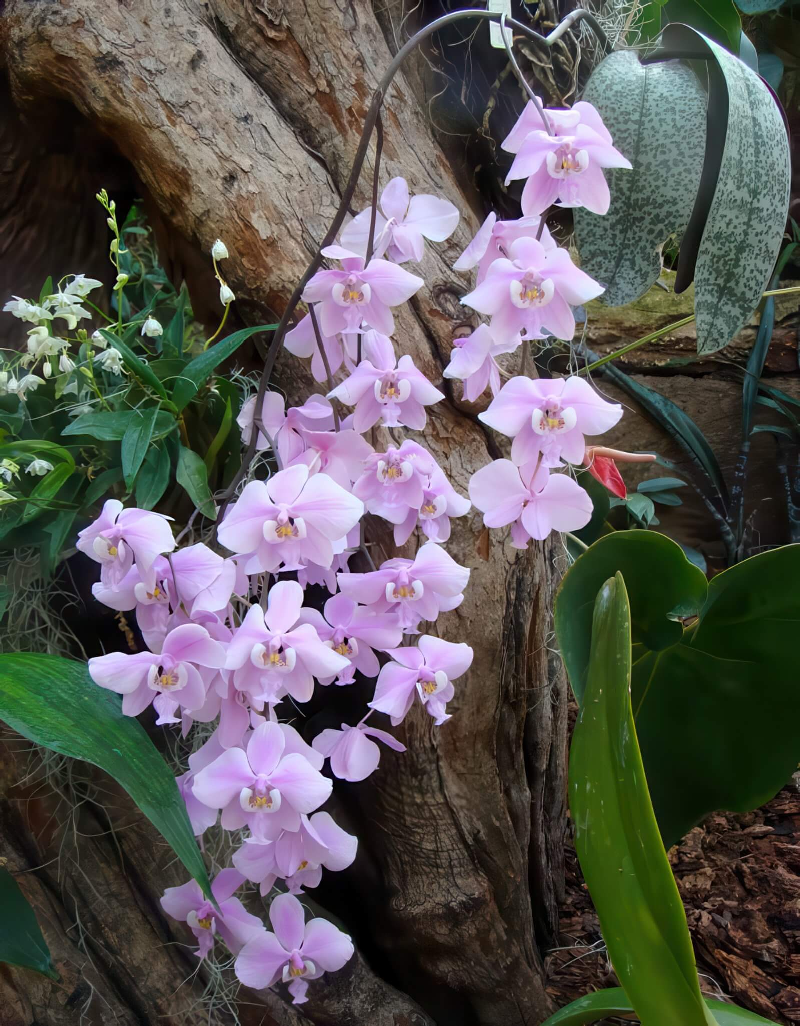 Phalaenopsis schilleriana