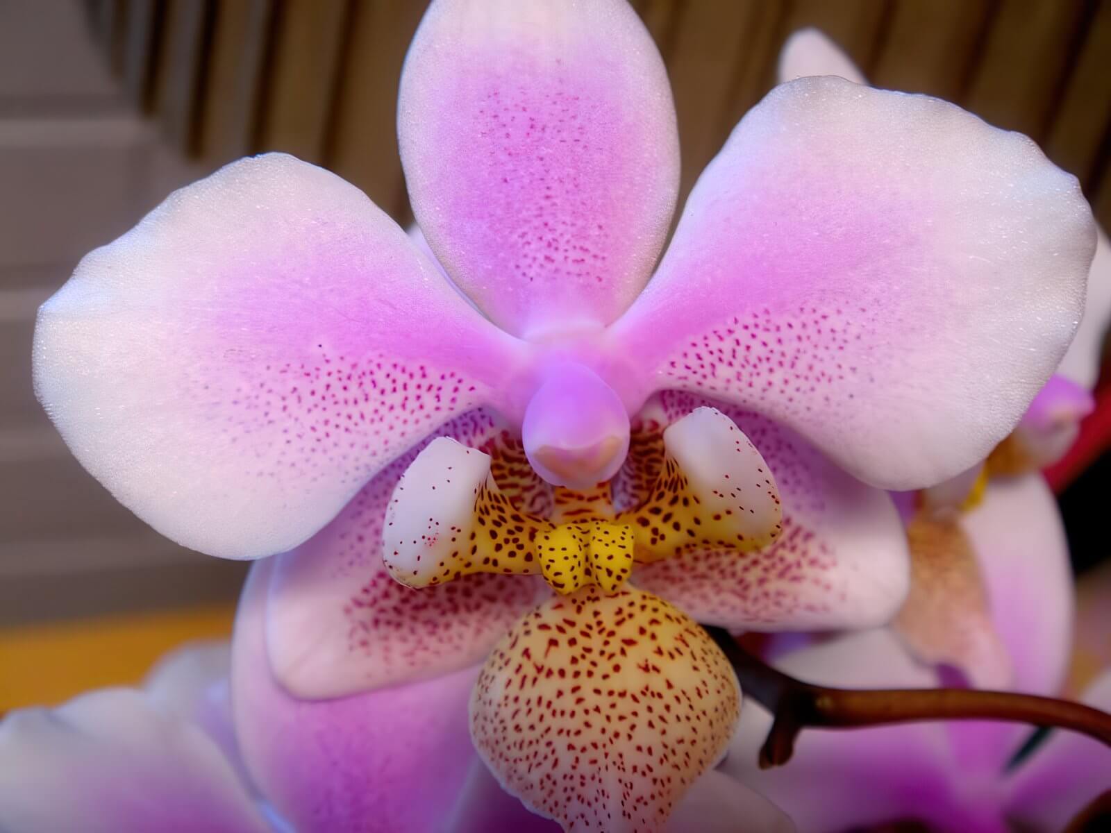 Phalaenopsis schilleriana