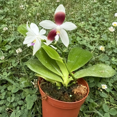 Phalaenopsis tetraspis fm. christiana #1  ( C1 )