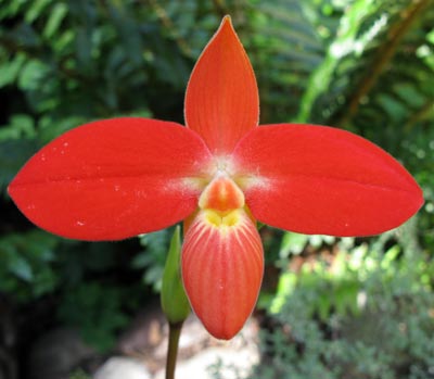 Phragmipedium besseae