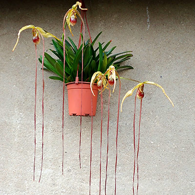 Phragmipedium popowii / warscewiczianum