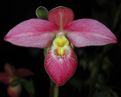 Phragmipedium schlimii x besseae