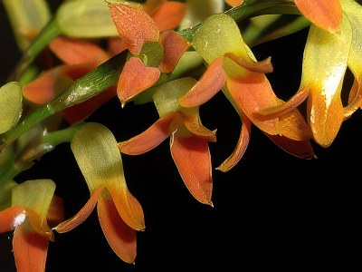 Physosiphon tubatus
