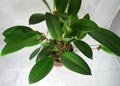 Pleurothallis lindenii