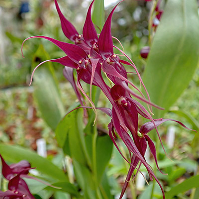 Pleurothallis phalangifera