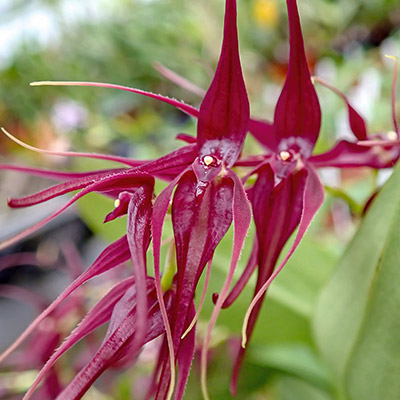 Pleurothallis phalangifera