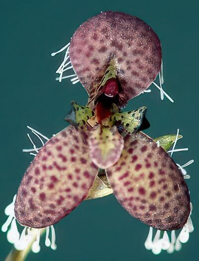 Pleurothallis schiedei