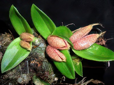Porpax lanii