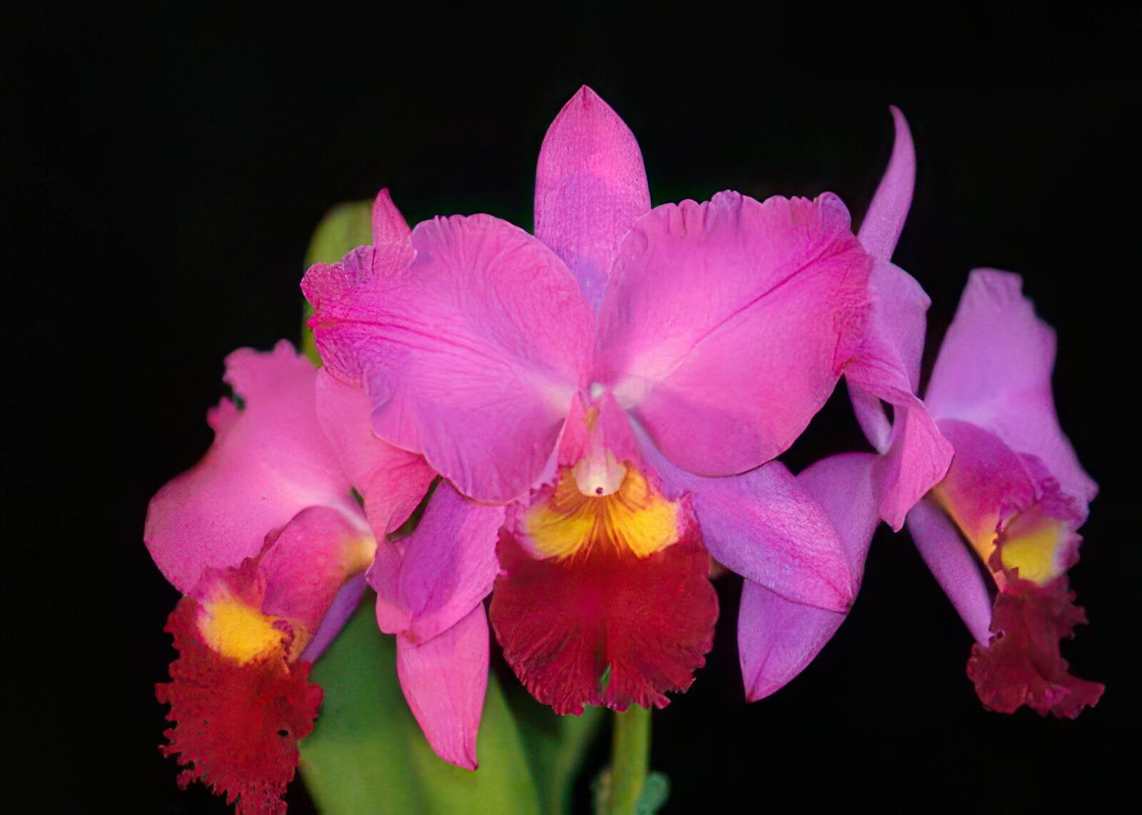 Pot. Perfect Choice 'Purple Lady'