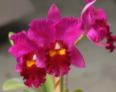 Pot.Shinfong Honey 'KS'