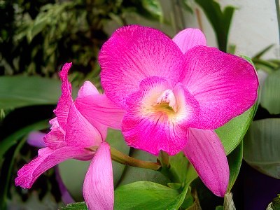 Potinara Burana Beauty x Lc. Mini Purple