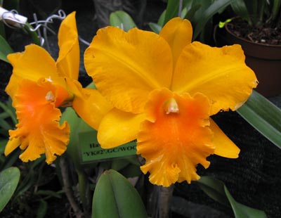 Rlc. Haw Yuan Gold 'YK Nr. 2'
