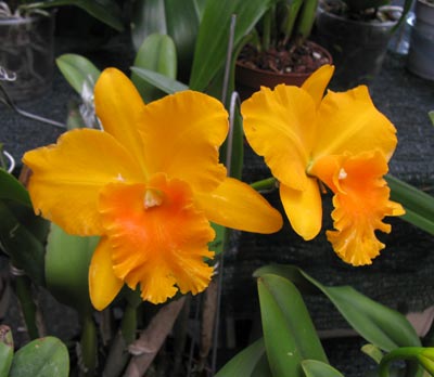 Rlc. Haw Yuan Gold 'YK Nr. 2'