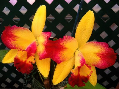 Rlc. Shin Shiang "Diamond"